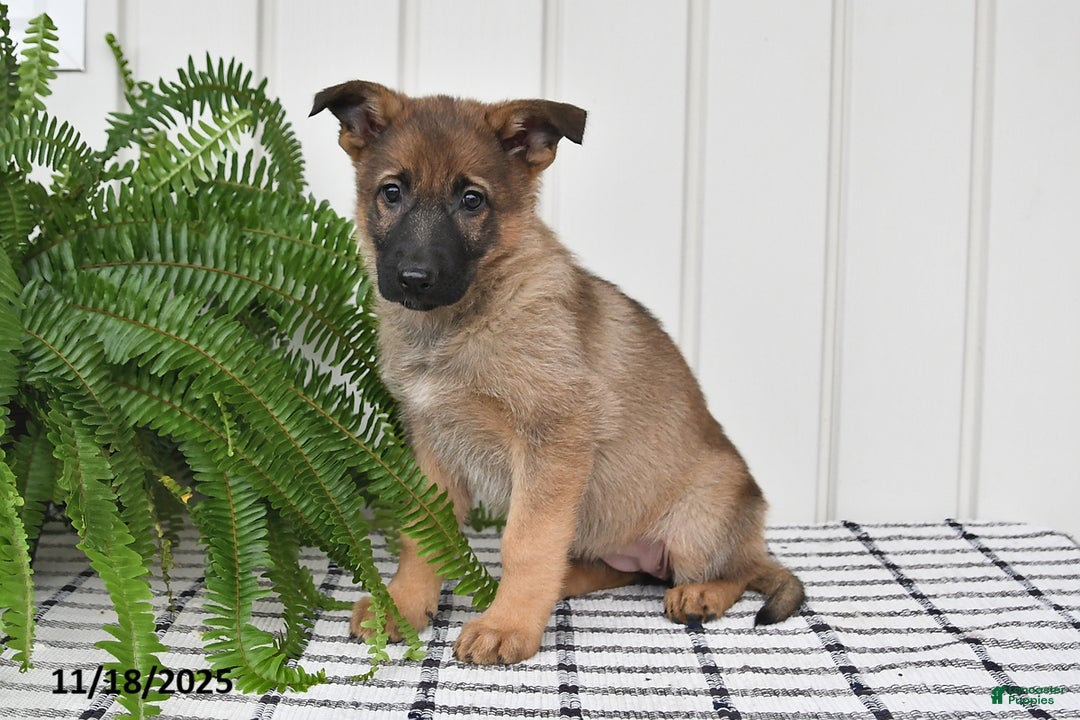 German Shepherd dogs for sale: Kandy - Ad 5