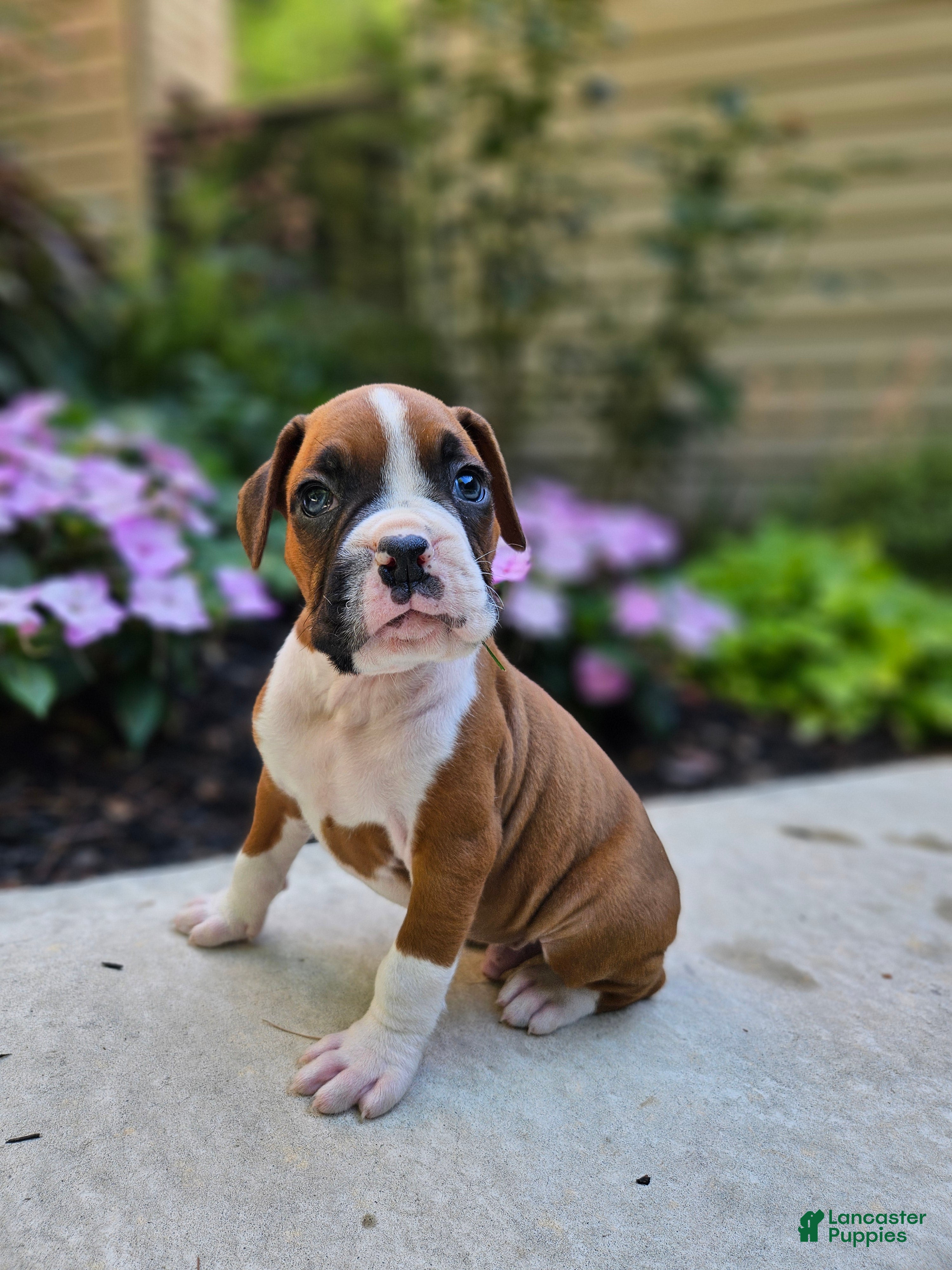 Boxer dogs Scout - Ad 42