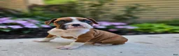 Boxer dogs for sale: Scout - Ad 1