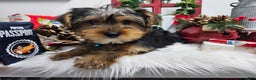 Yorkshire Terrier dogs for sale: Dexter - Ad 7