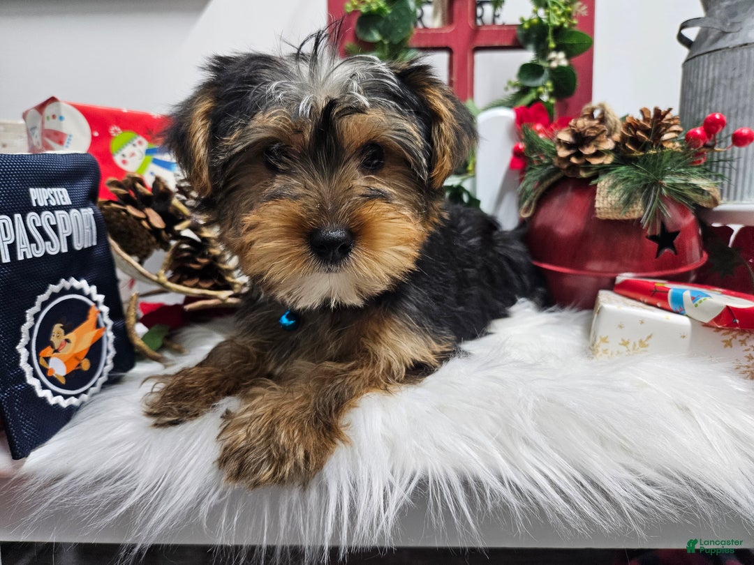 Yorkshire Terrier dogs for sale: Dexter - Ad 7