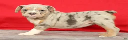 Beabull dogs for sale: Callie - Ad 2