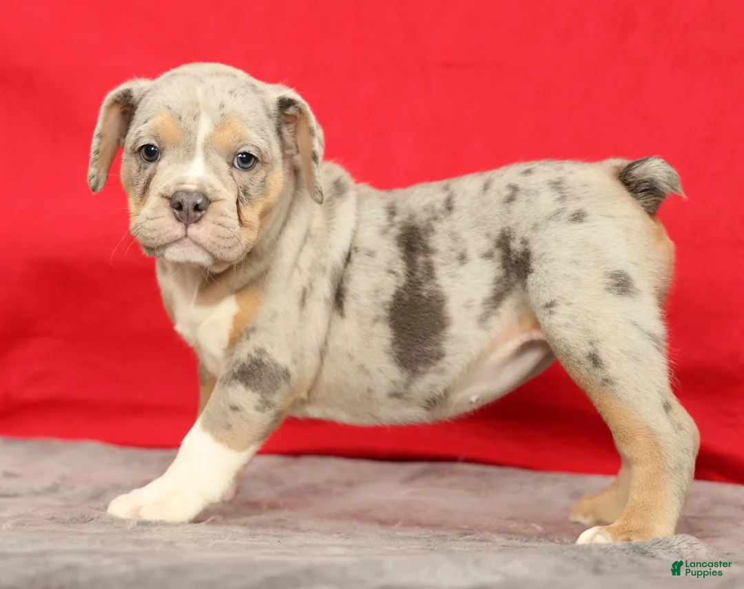 Beabull dogs for sale: Callie - Ad 2