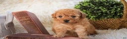 Miniature Poodle dogs for sale: Fredrick - Ad 2