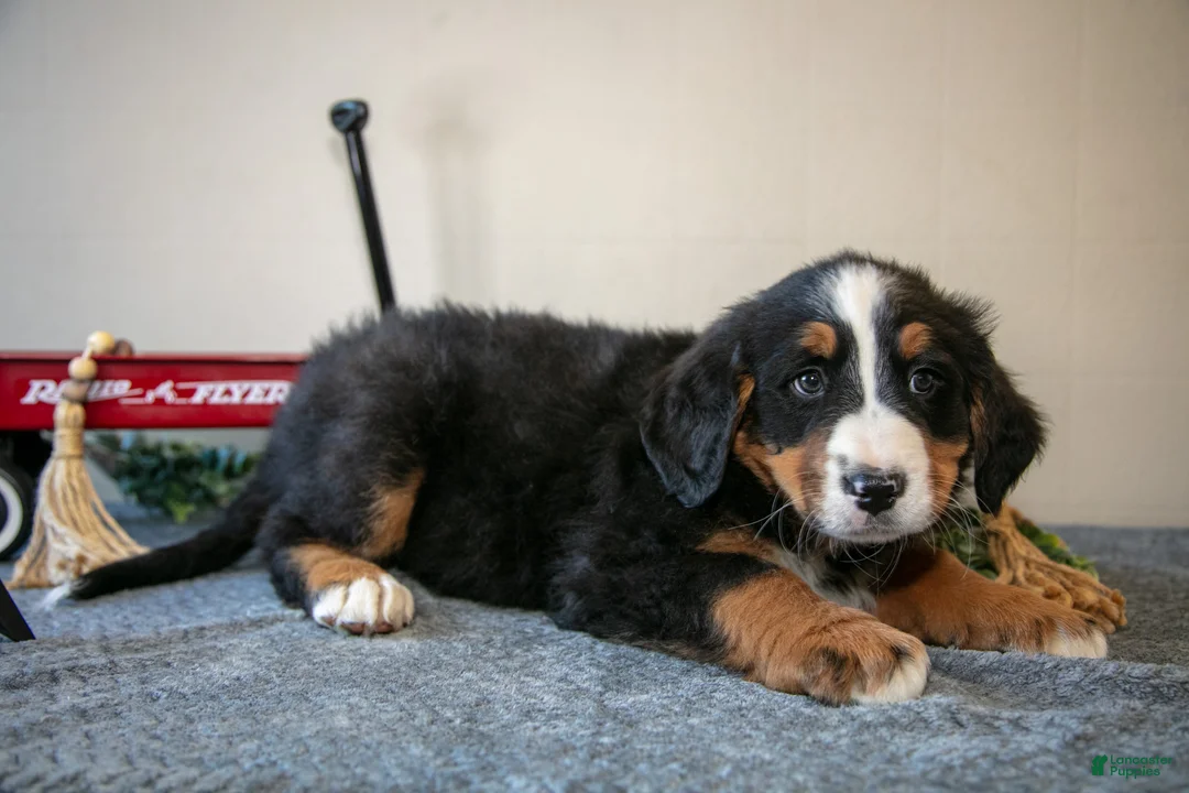 Bernese Mountain Dog dogs for sale: Simon - Ad 3