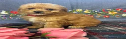 Toy Poodle dogs for sale: Teddy - Ad 4