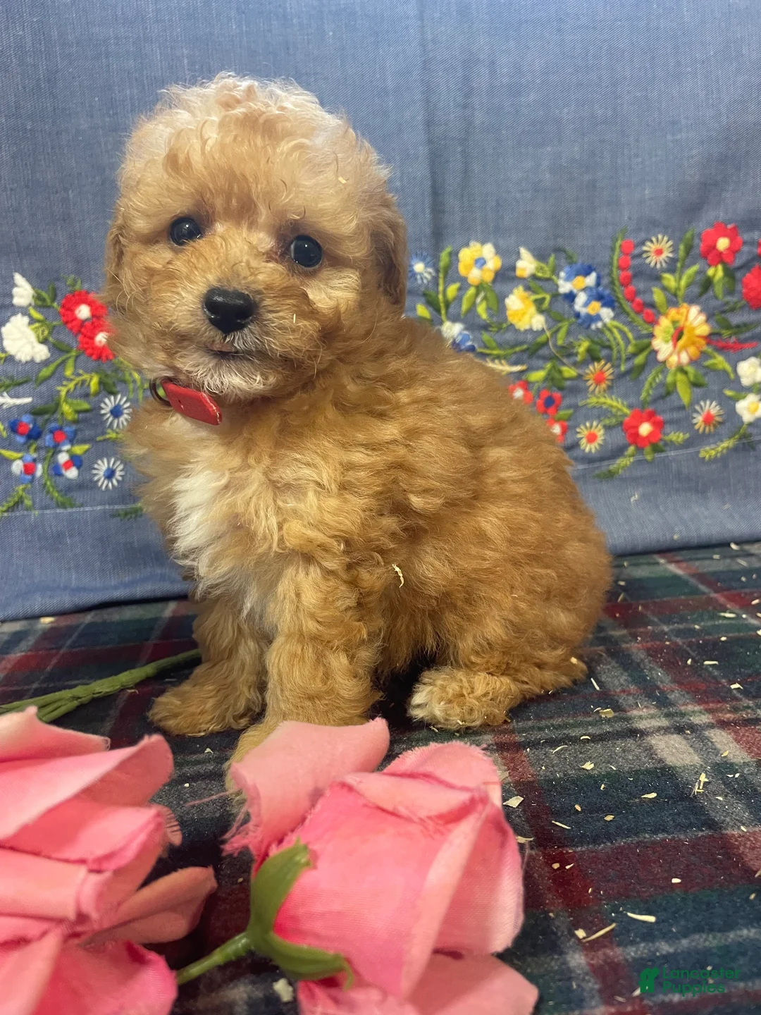 Toy Poodle dogs for sale: Teddy - Ad 4