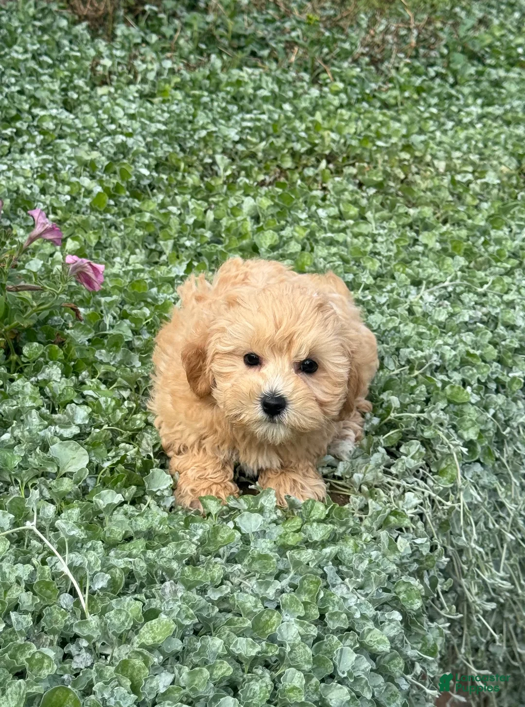 Maltipoo dogs for sale: Mary - Ad 1