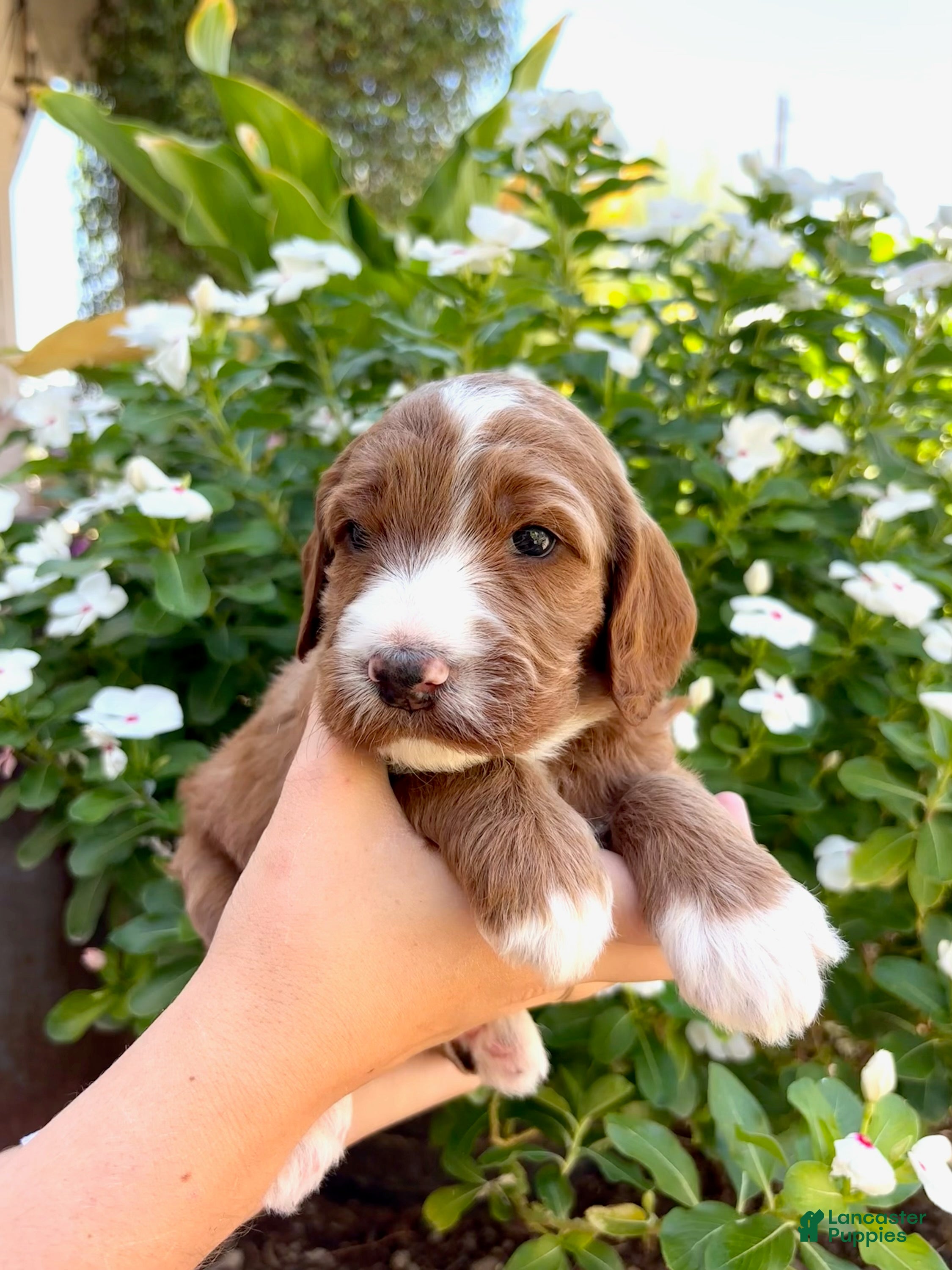 Irish Doodle dogs Irish Doodle Puppy- Attina - Ad 1