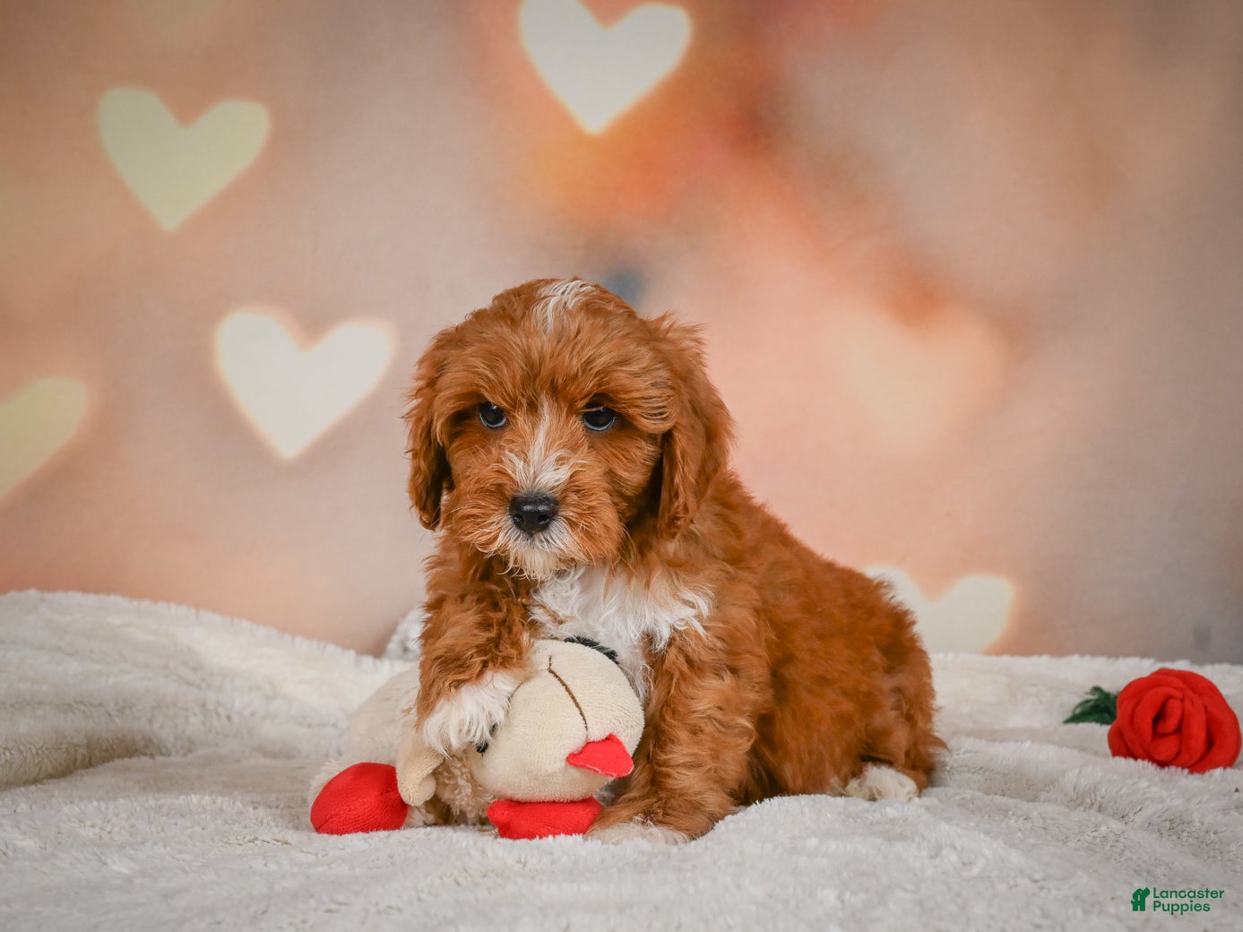 Cavapoo dogs Claire - Ad 2