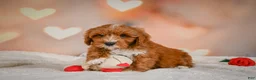 Cavapoo dogs for sale: Claire - Ad 2