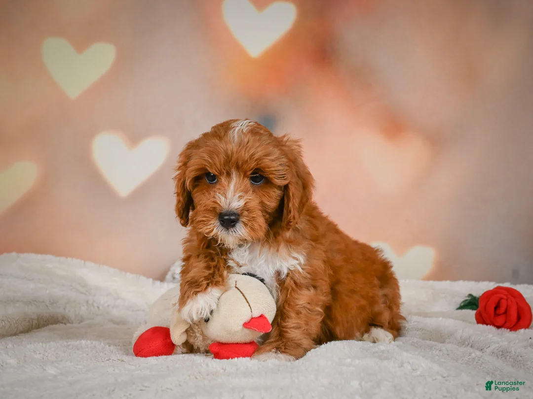 Cavapoo dogs for sale: Claire - Ad 2