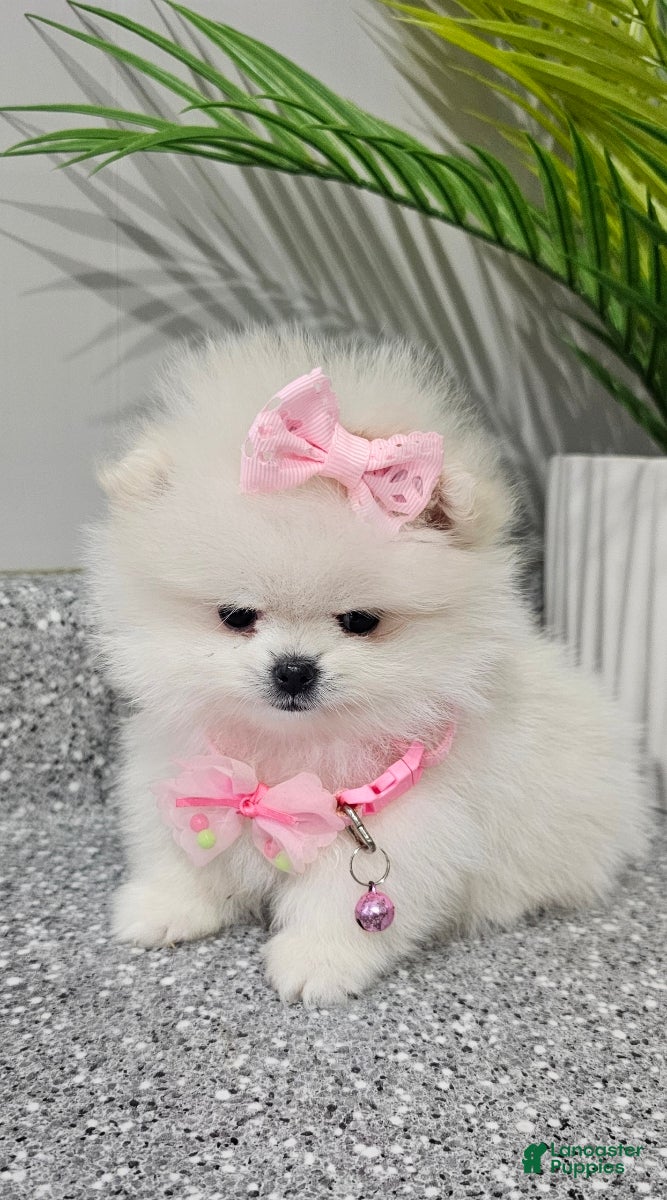 Pomeranian dogs Tiny Snow Fairy - Ad 13