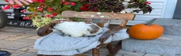 Shih Tzu dogs for sale: Seely - Ad 11
