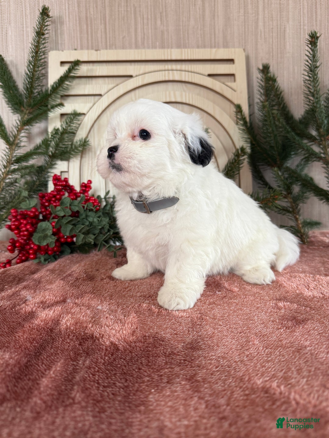 Teddy Bear dogs for sale: Snowy - Ad 12