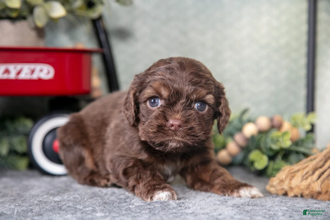 Cocker Spaniel dogs for sale: Murry - Ad 1