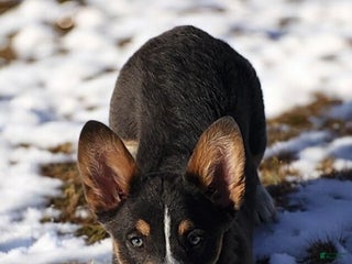 Welsh Corgi Pembroke dogs Apple Bluie - Ad 9