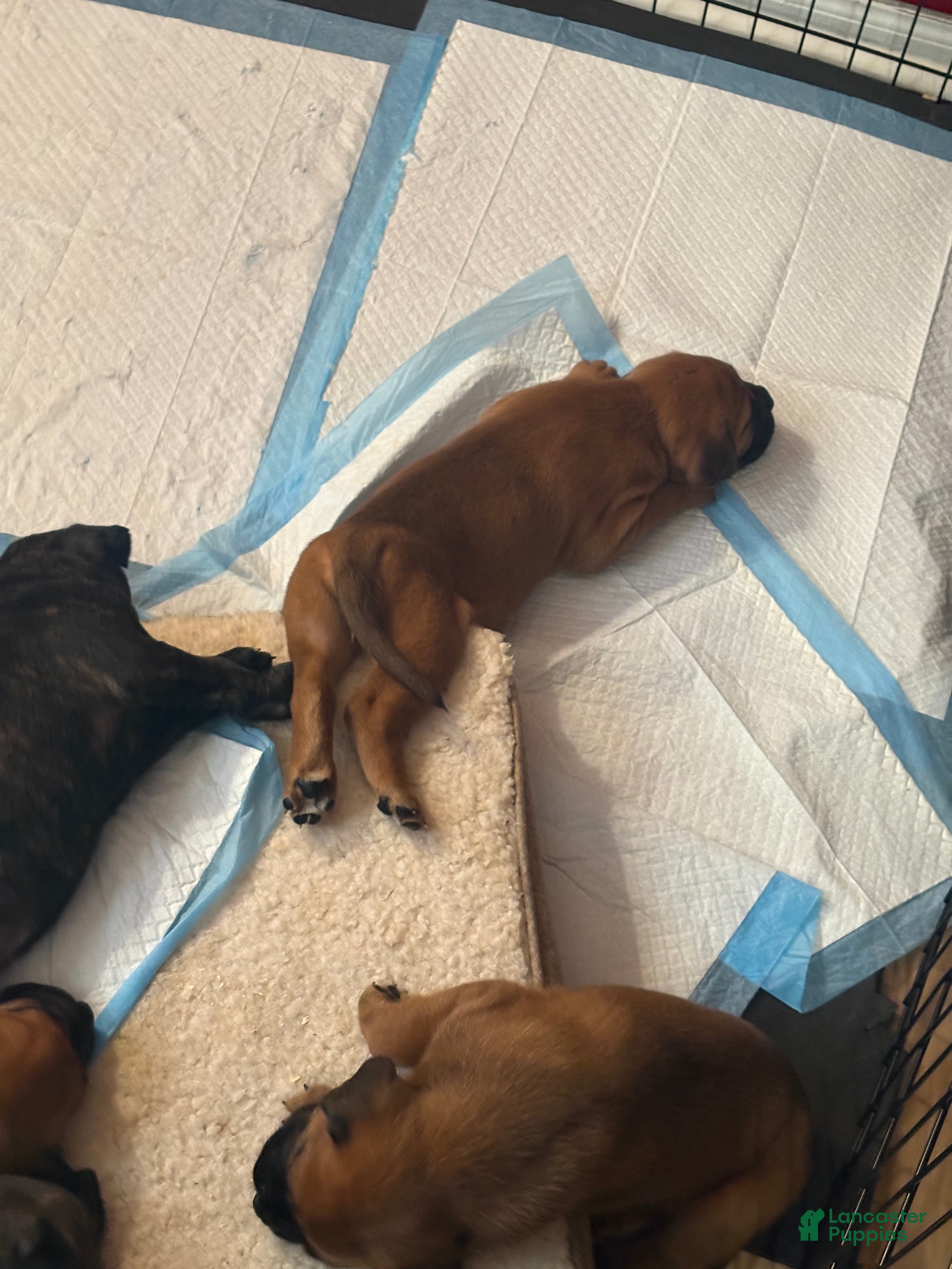Mixed Breed dogs Mixed Breed 4 - Ad 11