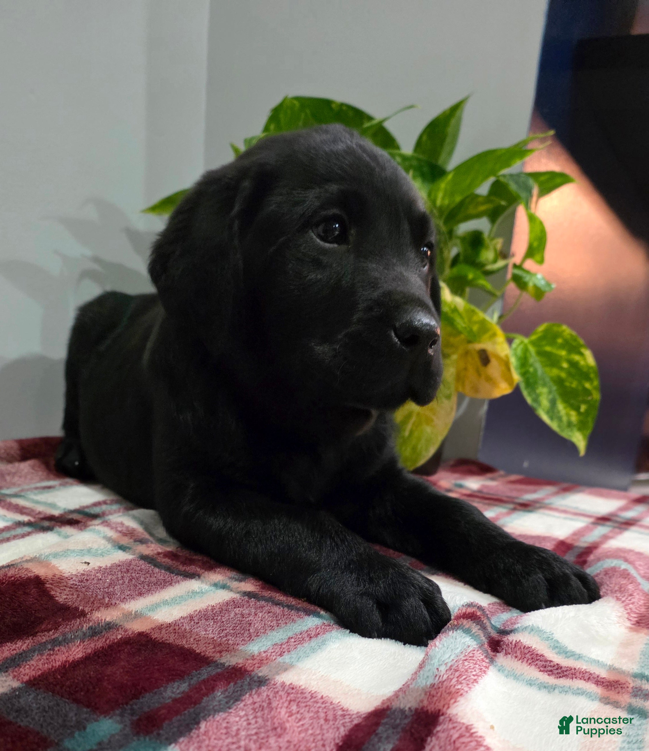 Labrador Retriever dogs Milo - Ad 2