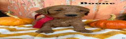 Goldendoodle dogs for sale: BOONE - Ad 1