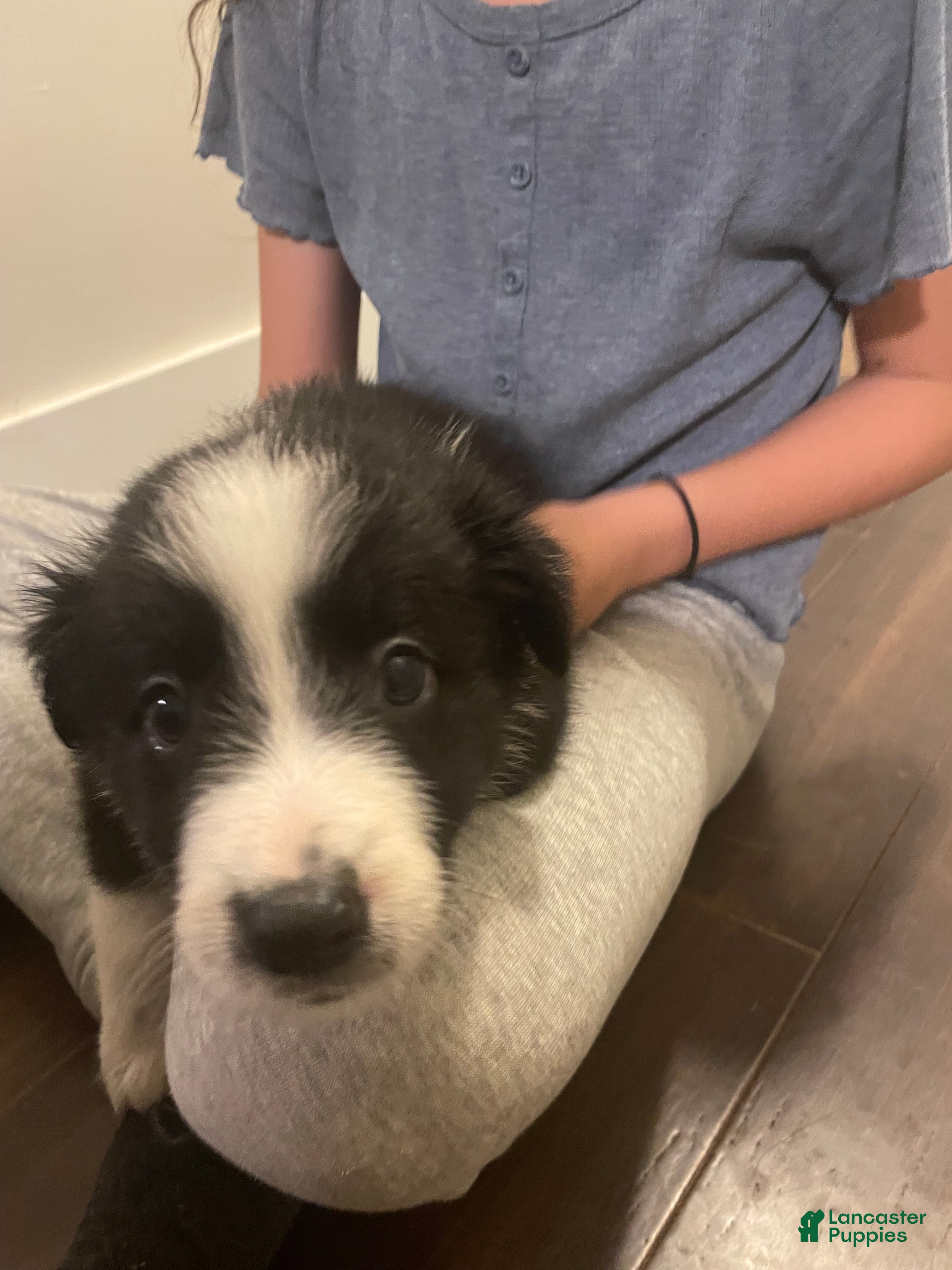 Border Collie dogs Splinter  - Ad 30