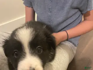 Border Collie dogs Splinter - Ad 30