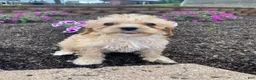 Cavapoo dogs for sale: Millie - Ad 8