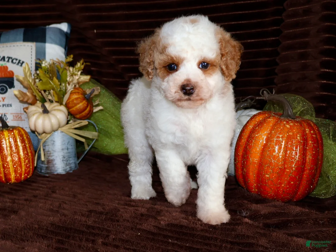 Mini Goldendoodle dogs for sale: Mini Goldendoodle 2 - Ad 1