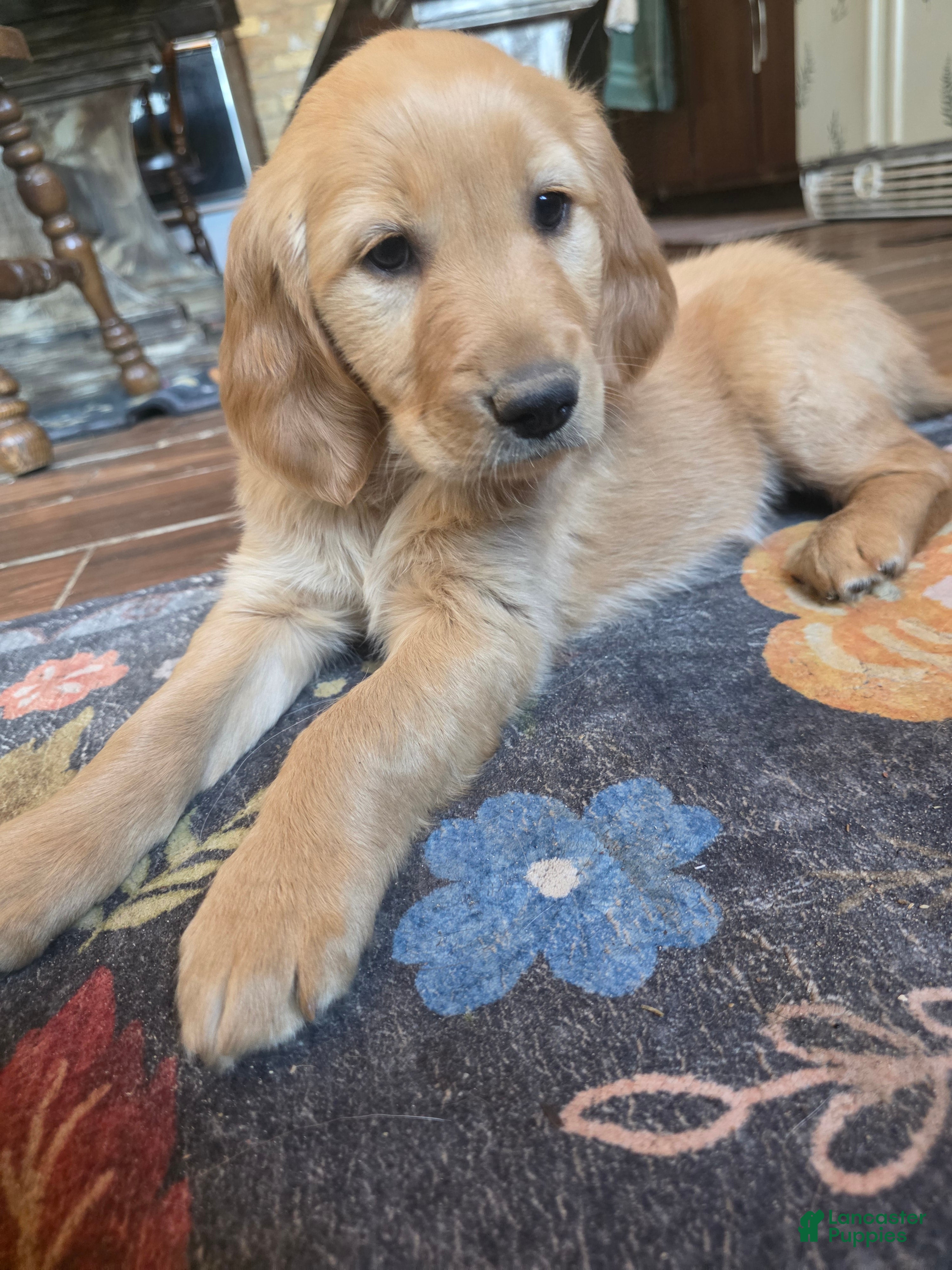 Golden Retriever dogs Hazel - Ad 38