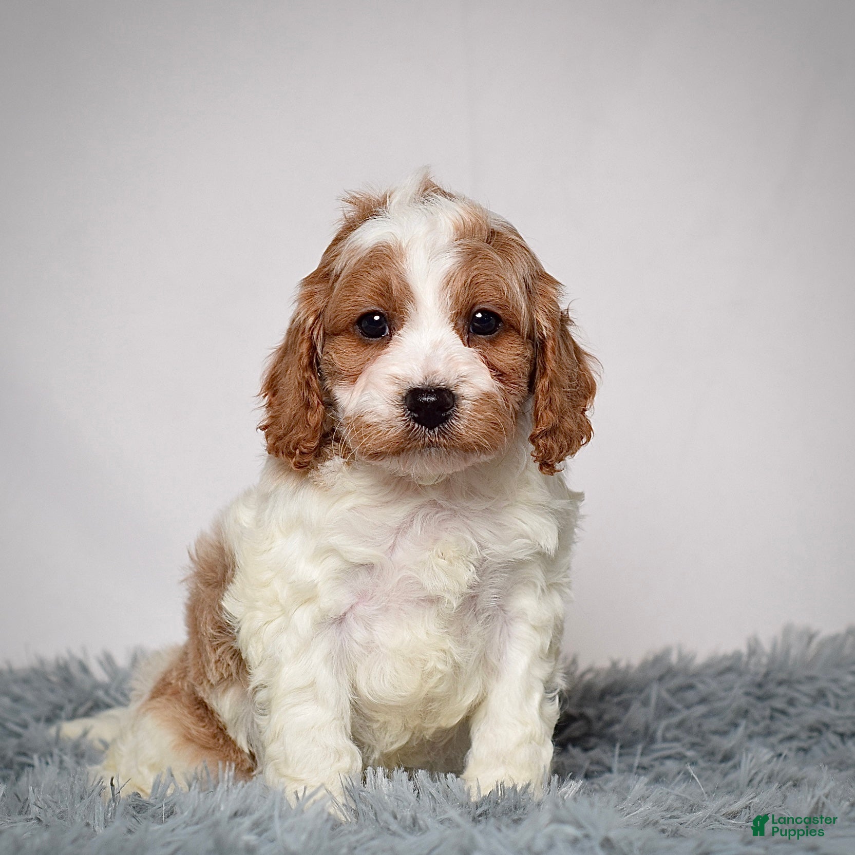 Cavapoo dogs Mr. Luigi - Ad 9