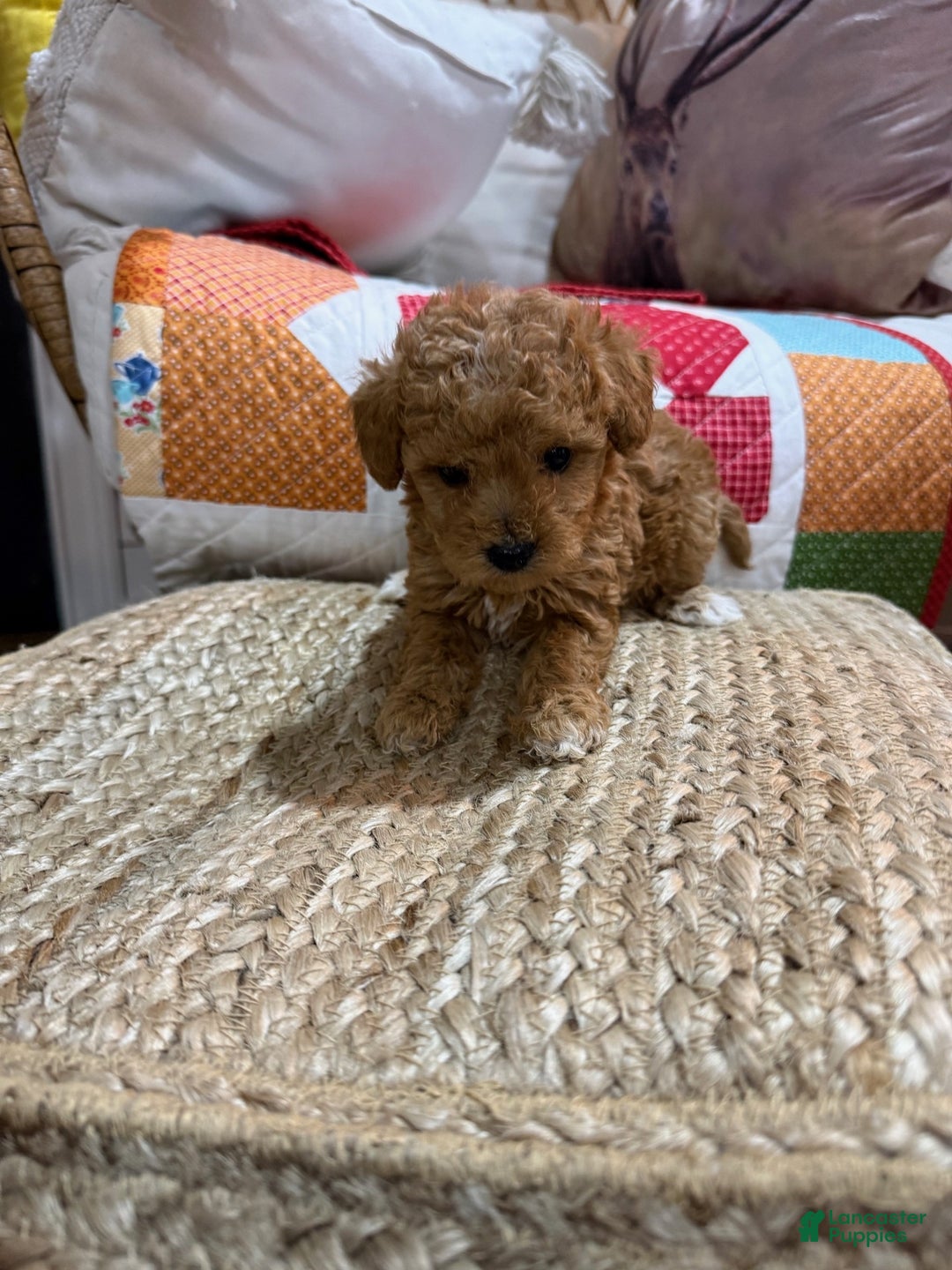 Mini Aussiedoodle dogs for sale: Max - Ad 3