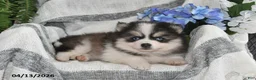 Pomsky dogs for sale: Bouncer - Ad 5