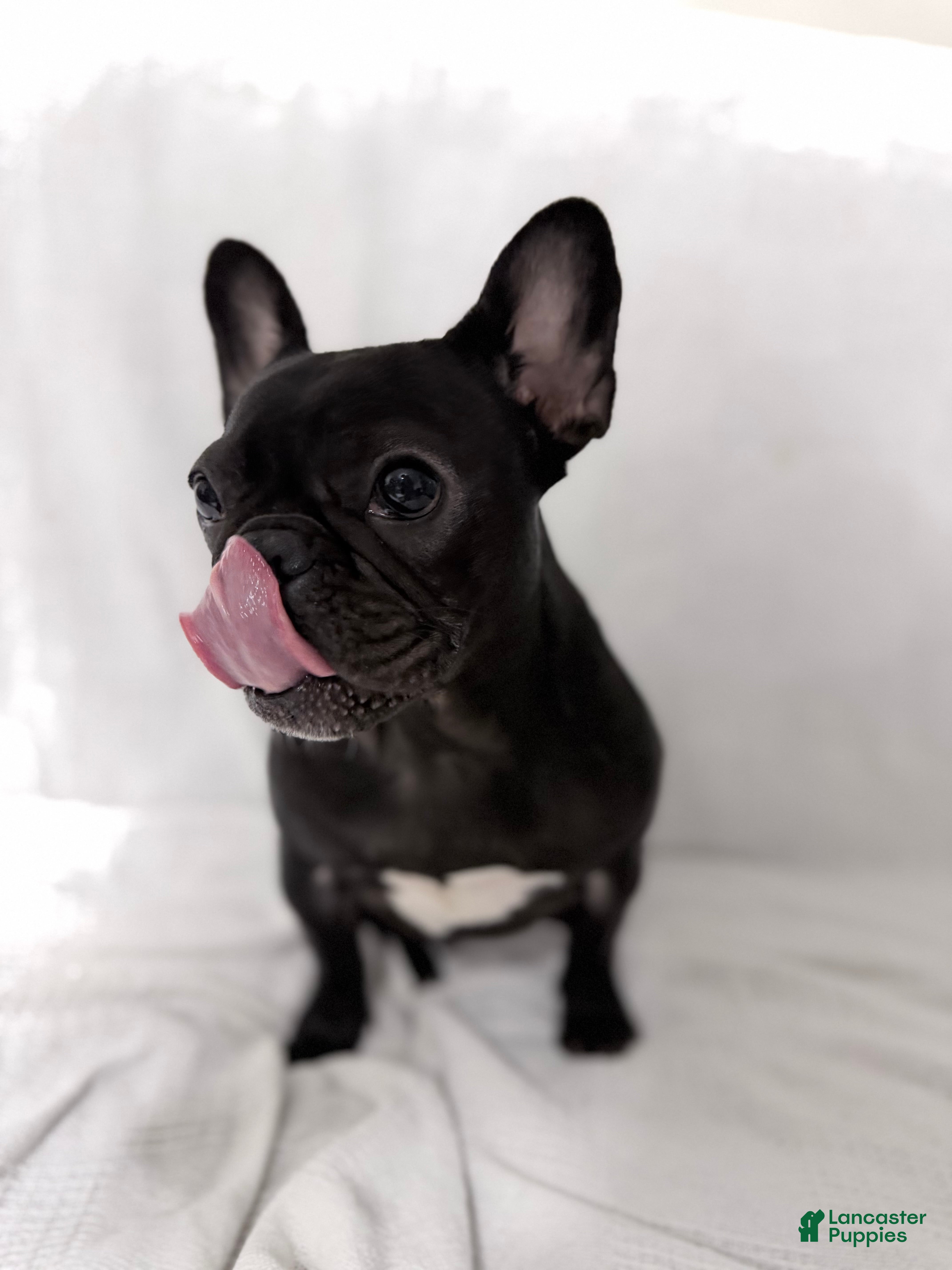 French Bulldog dogs Coco Cleo channel  - Ad 27