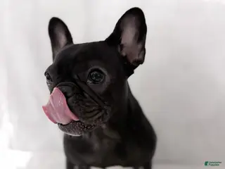 French Bulldog dogs Coco Cleo channel - Ad 27