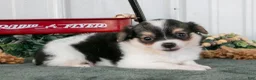 Chihuahua dogs for sale: Lugnut - Ad 3