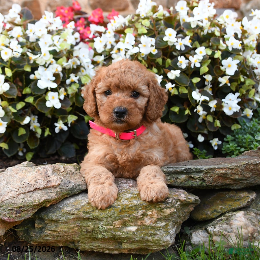 Mini Goldendoodle dogs Joy - Ad 2