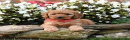 Mini Goldendoodle dogs for sale: Joy - Ad 2