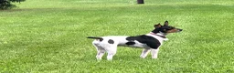 Rat Terrier dogs for sale: Old Dominion Boom - Ad 3