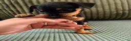Miniature Pinscher dogs for sale: Leo - Ad 12