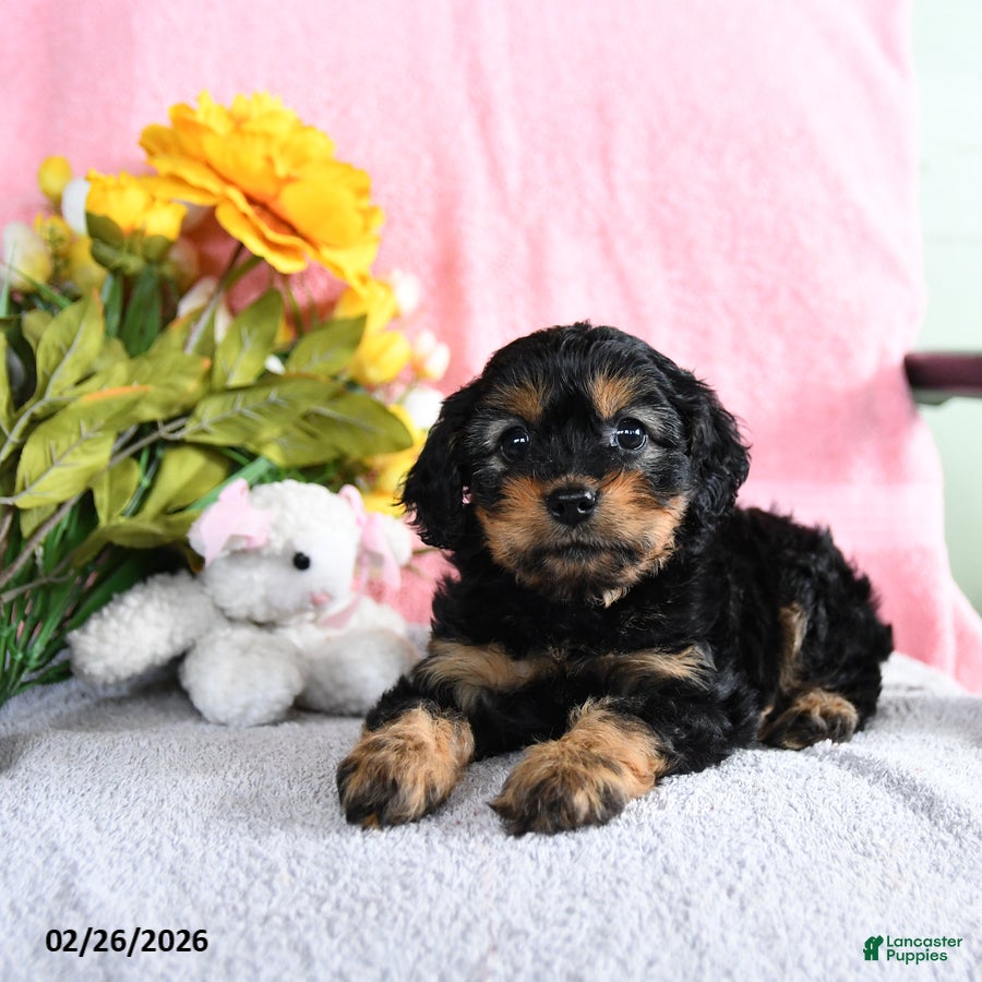 Mixed Breed dogs Ellie - Ad 1