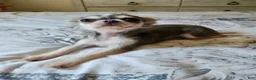 Chihuahua dogs for sale: Chihuahua 1 - Ad 3
