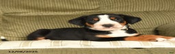 Greater Swiss Mountain Dog dogs for sale: Ruby - Ad 3