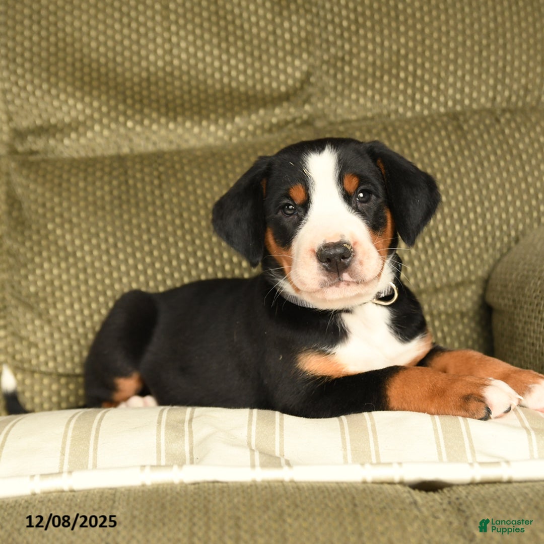 Greater Swiss Mountain Dog dogs for sale: Ruby - Ad 3