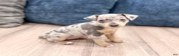 Miniature Pinscher dogs for sale: June - Ad 3