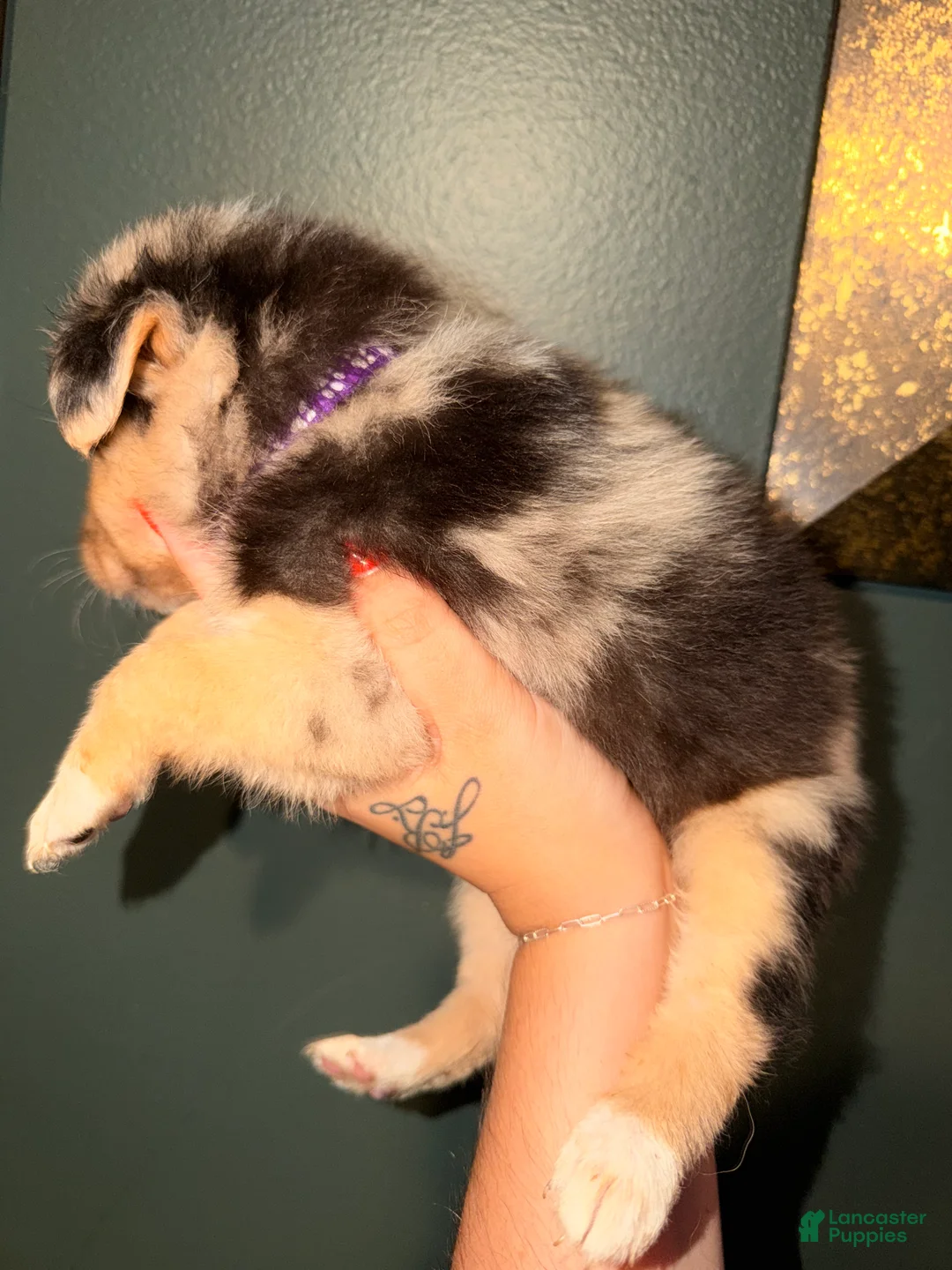 Australian Shepherd dogs for sale: Purple  - Ad 2
