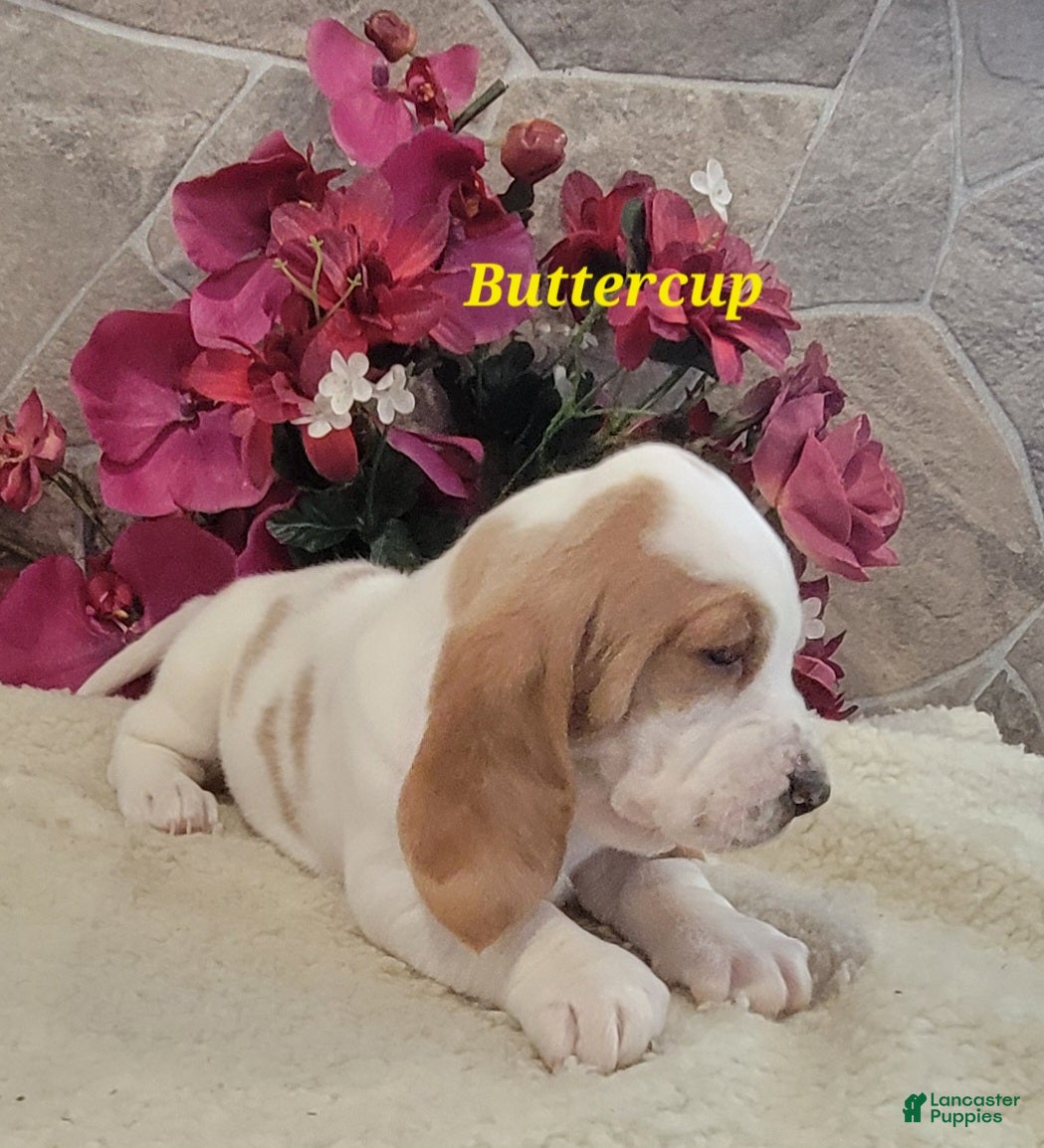 Basset Hound dogs Buttercup - Ad 2