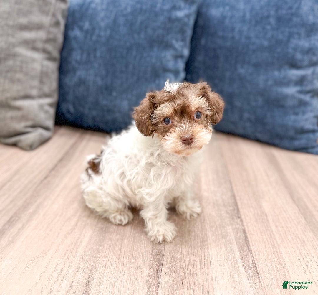 Yorkiepoo dogs for sale: Cocoa - Ad 3