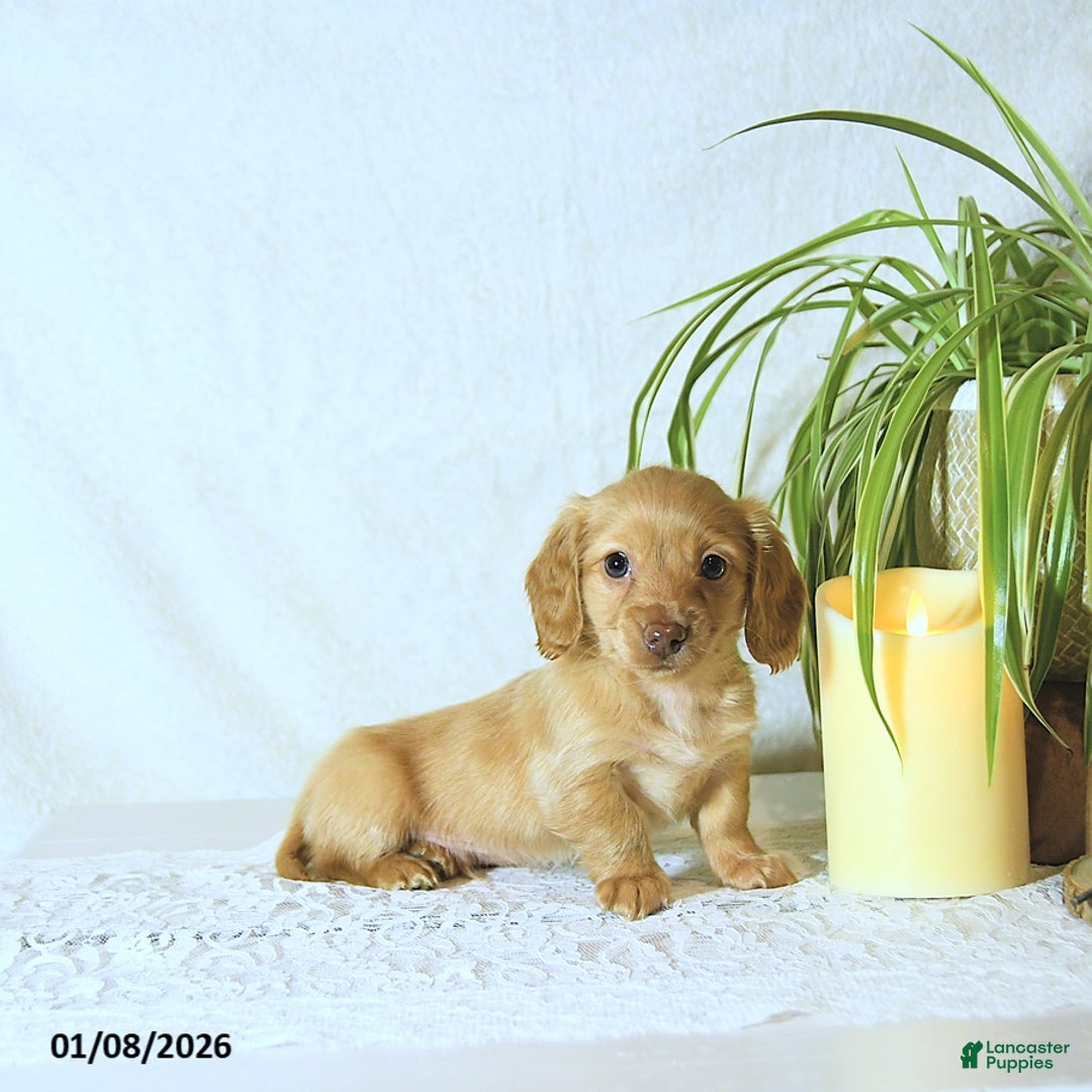 Miniature Dachshund dogs for sale: Conrad - Ad 5