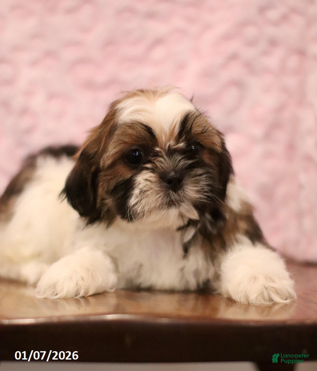 Shih Tzu dogs for sale: Elva - Ad 5