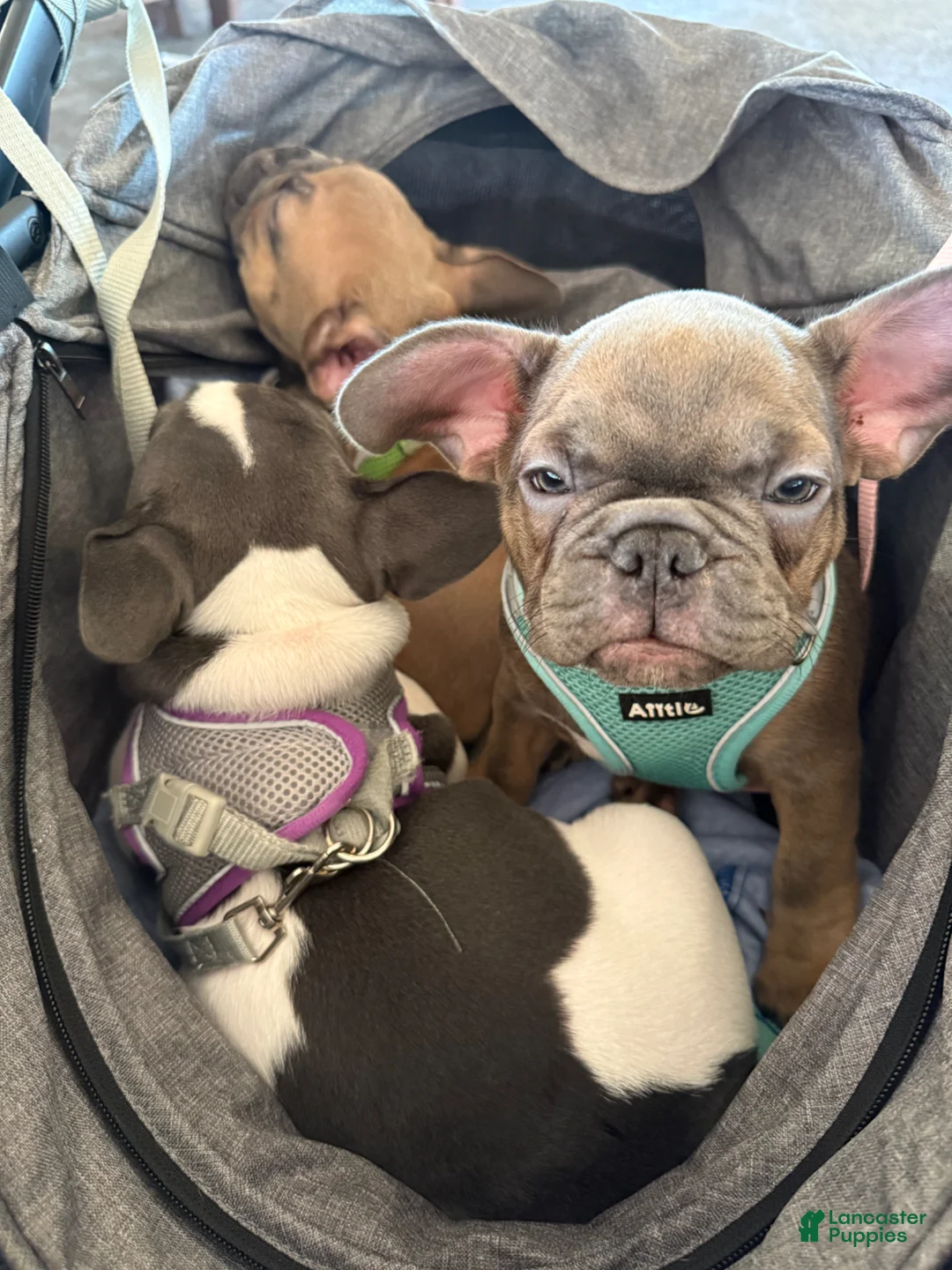 French Bulldog dogs for sale: Janice  - Ad 2
